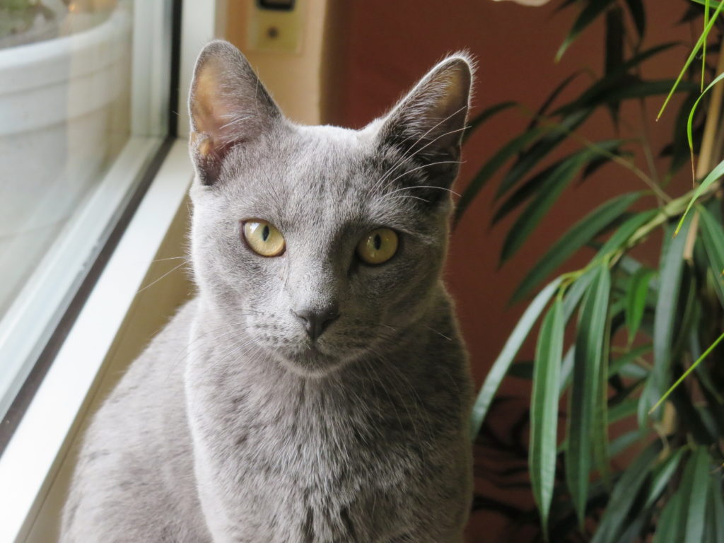 Русская голубая кошка у окошка фото