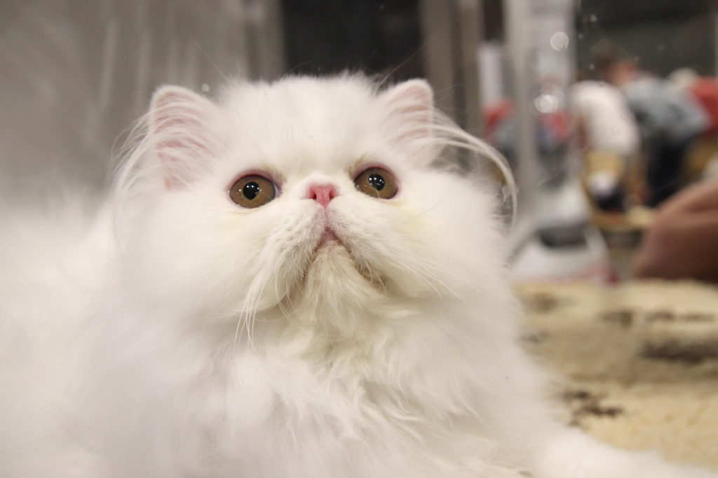 белая персидская кошка фото
