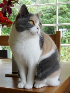Трёхцветная Британская кошка фото