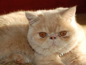 Персидская кошка экзот фото
