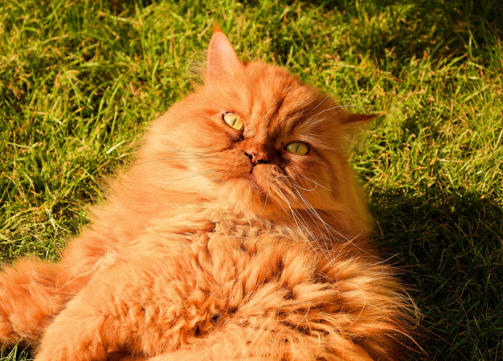 рыжий персидский кот фото