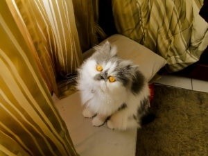 Двухцветная Персидская кошка с жёлтыми глазами фото