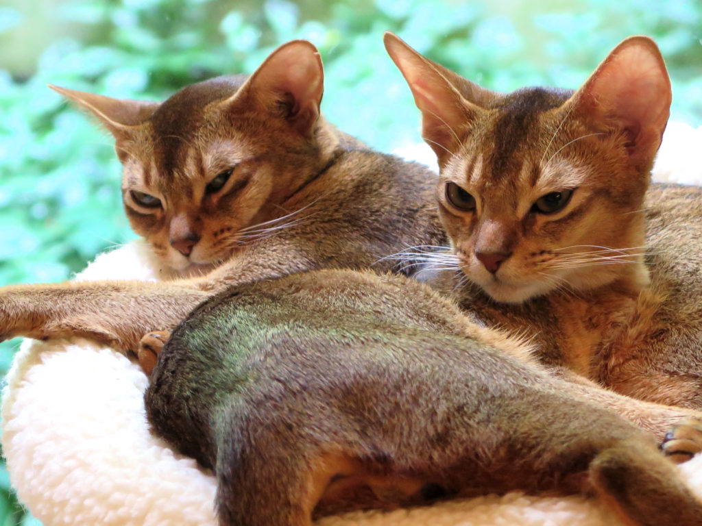 Два Абиссинских кота фото