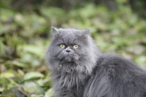 голубая персидская кошка фото