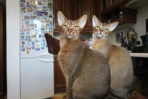 Два Абиссинских кота на кухне фото