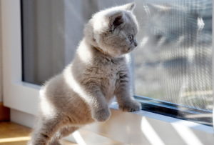 Серый британский котёнок фото