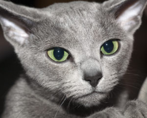Котёнок породы Русская голубая фото