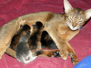 Абиссинская кошка с новорожденными котятами фото