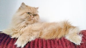 Кремовая Персидская кошка на диване фото