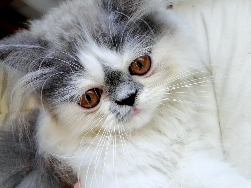 Персидская кошка с большими карими глазами фото