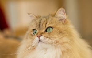 Персидская кошка кремового окраса фото