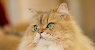 Персидская кошка кремового окраса фото