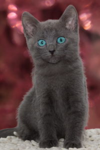 Котёнок Русской голубой с ярко голубыми глазами фото