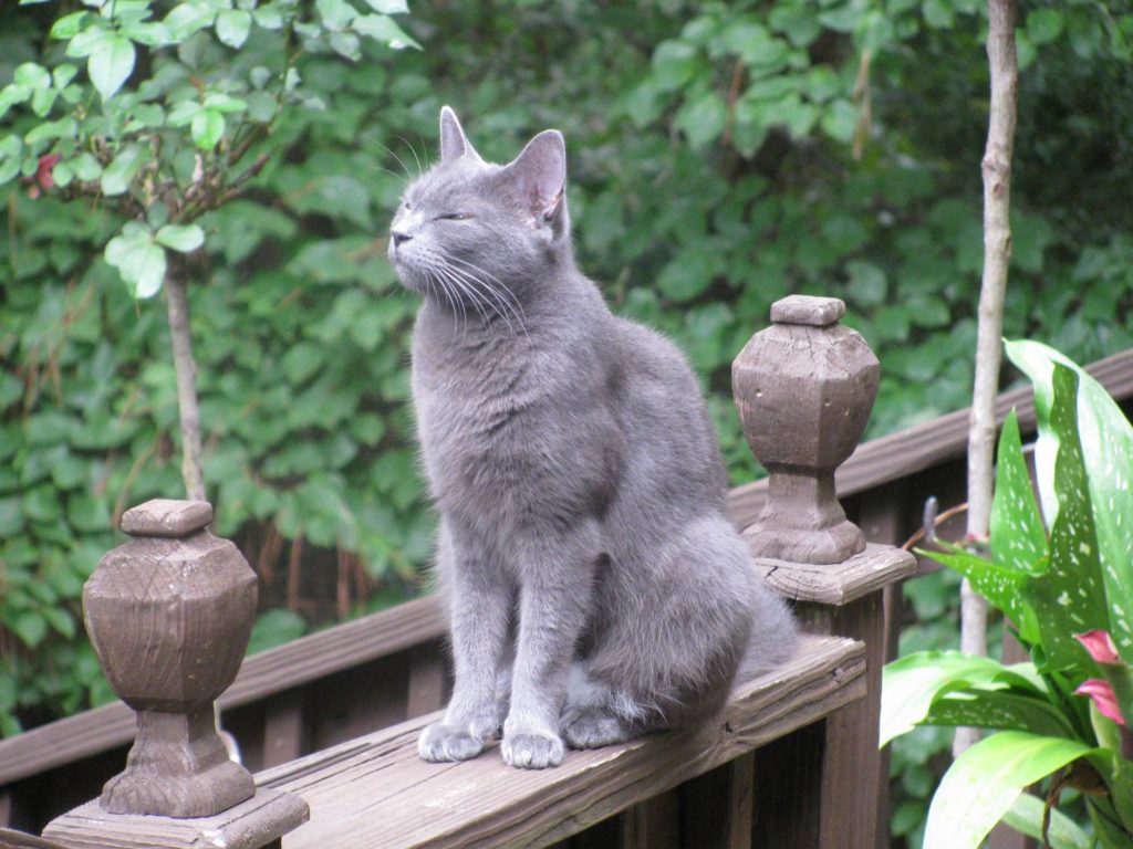 Русская голубая кошка на улице фото