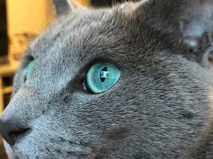 Зелёный глаз русской голубой кошки фото