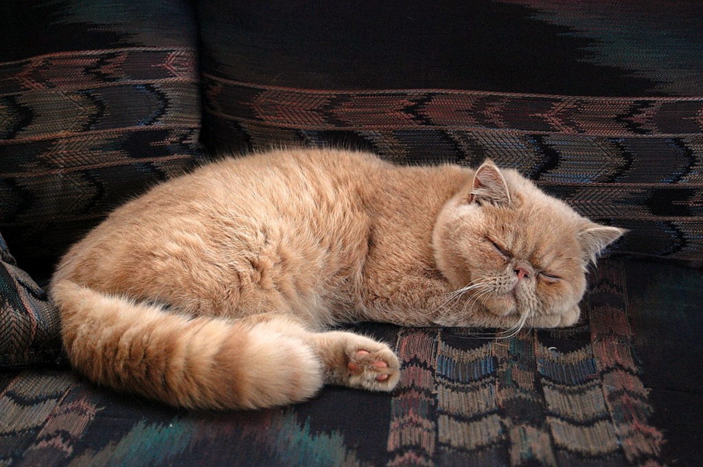 Спящий Персидский кот фото