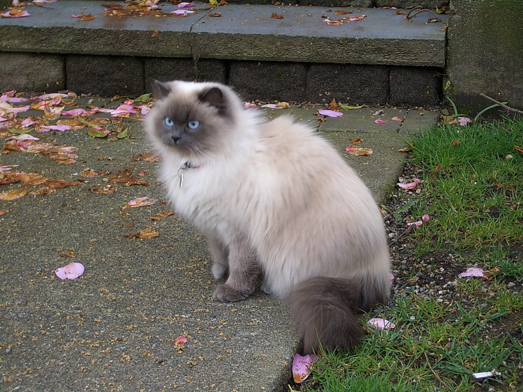 Персидская кошка с сиамским окрасом фото