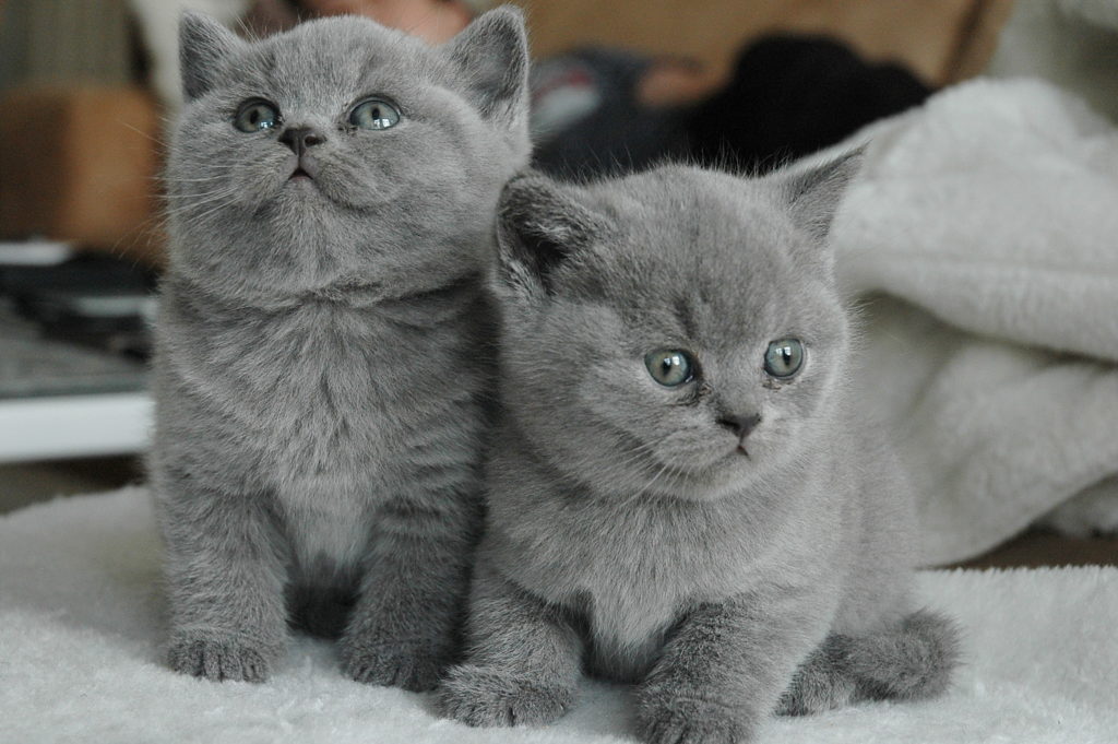 Два серых Британских котёнка фото