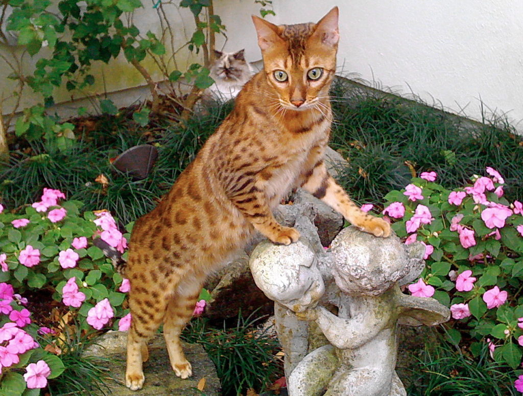 Рыжая бенгальская кошка фото