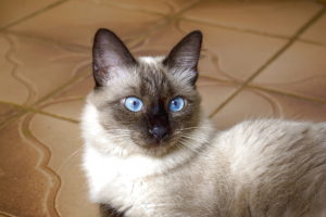 Кошка сиамской породы фото