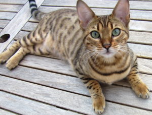 Бенгальский кот фото