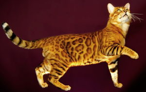 Бенгальская кошка логотип