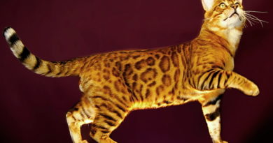 Бенгальская кошка логотип