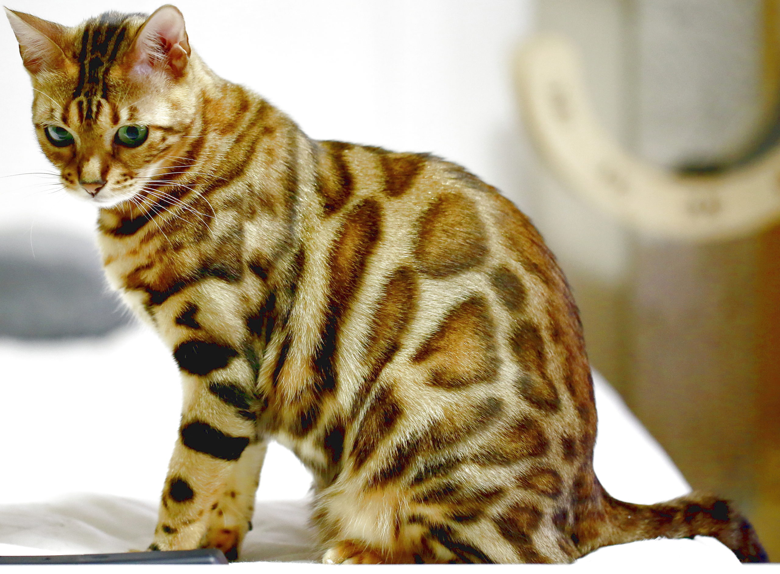 Рассмотрите фотографию кошки дикого окраса породы бенгальская. Бенгальская кошка. Бенгальская леопардовая кошка. Бенгальская кошка леопардового окраса. Кошка пятнистая Бенгальская.