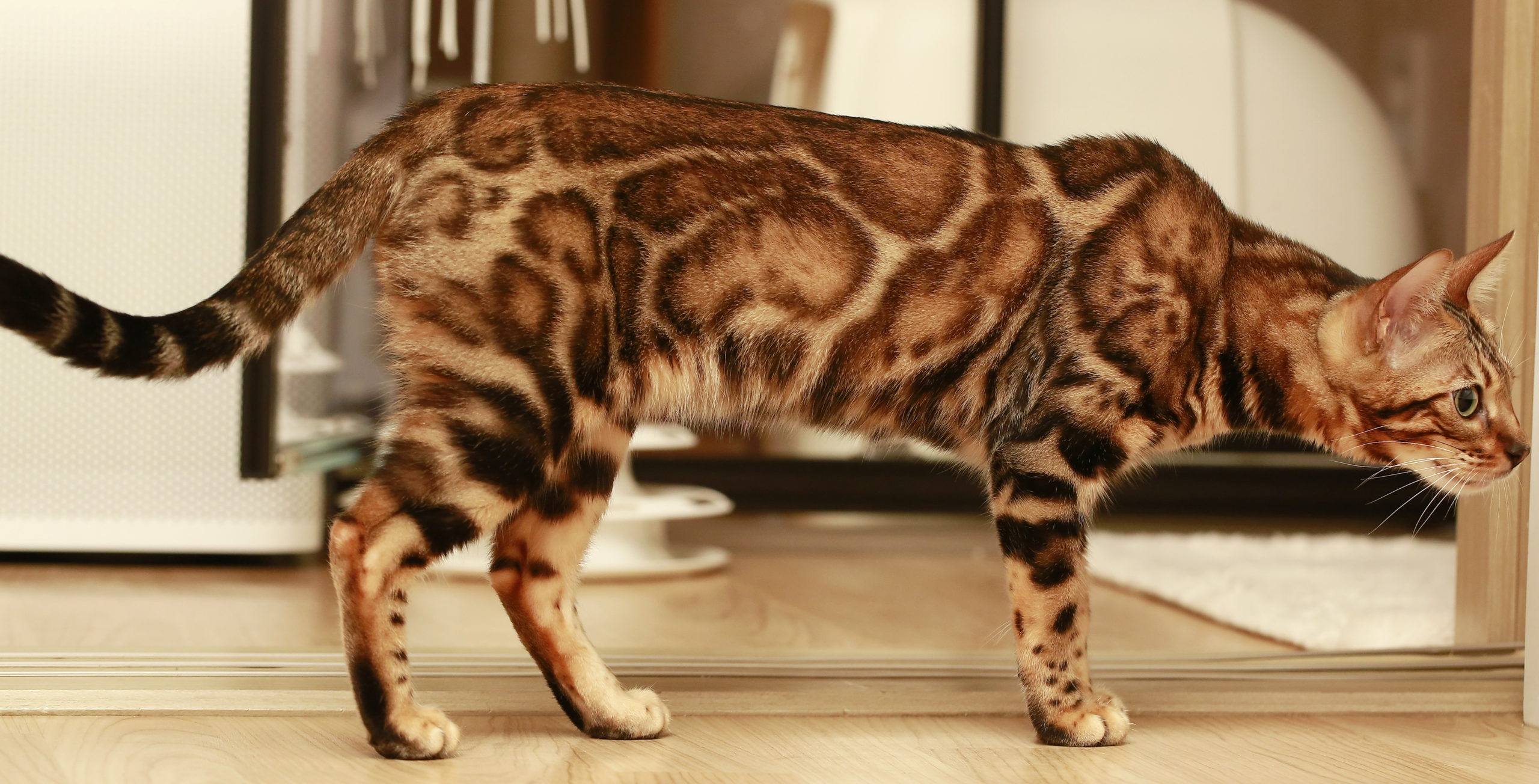 Хорошая кошка бенгальская. Бенгальская кошка. Кот породы бенгал. Бенгальская леопардовая кошка. Бенгальский кот Кашмир.