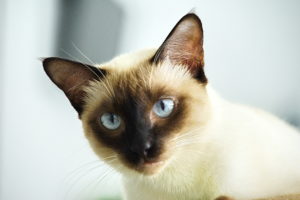 Мордочка Сиамской кошки фото