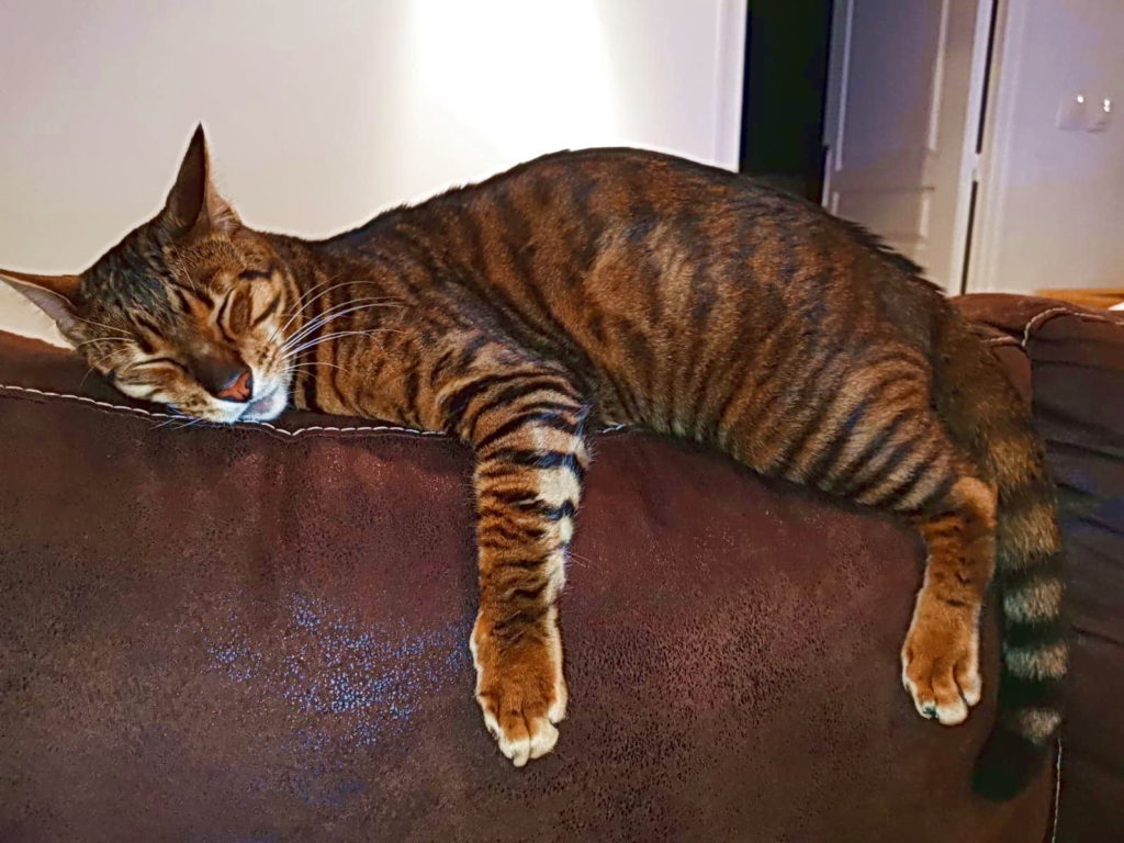 Кот Тойгер спит на диване фото
