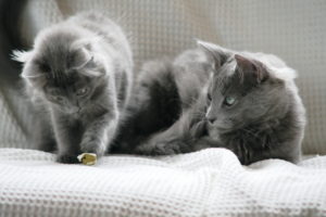 Кошка Нибелунг и котёнок фото
