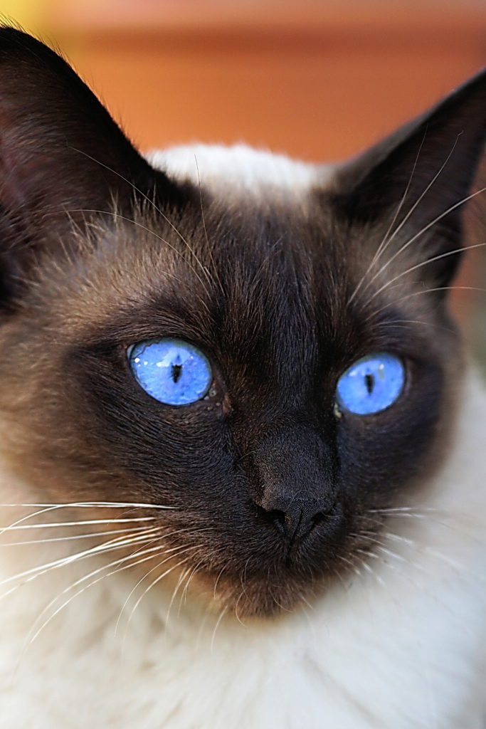 Сиамская кошка с ярко голубыми глазами фото