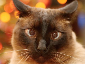 Сиамский кот с косыми глазами фото