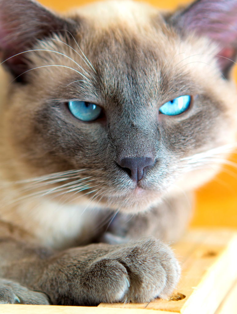 Сиамский кот с прикрытыми глазами фото