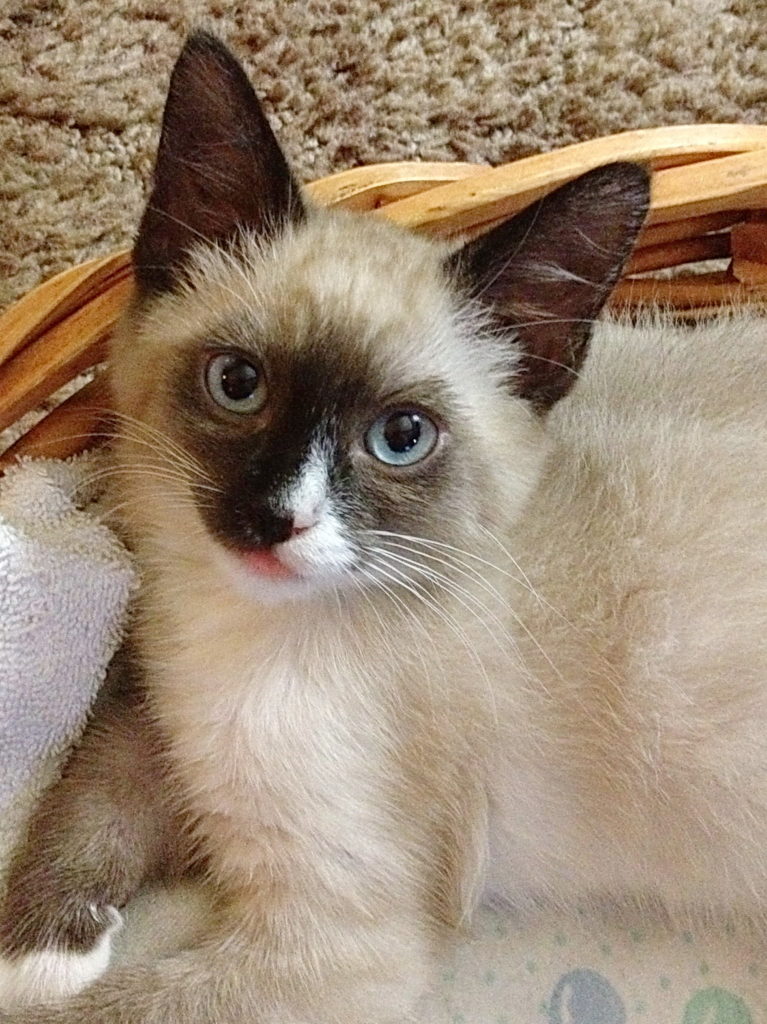 Котёнок Сиамской породы фото