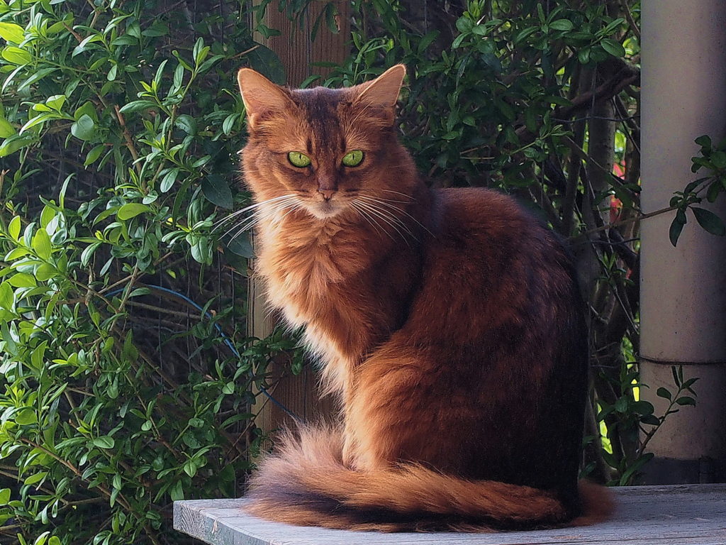Кошка сомали с окрасом rubby (дикий) фото