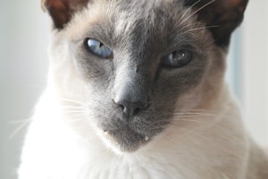 Сиамский кот с торчащими клыками фото