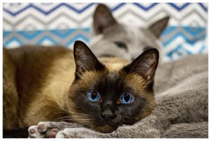 Сиамская кошка с необычными глазами синего цвета фото