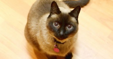 Сиамская кошка на лого фото