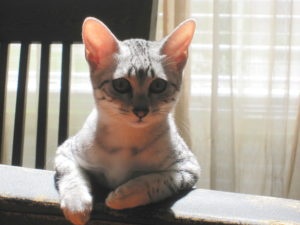 египетская кошка фото