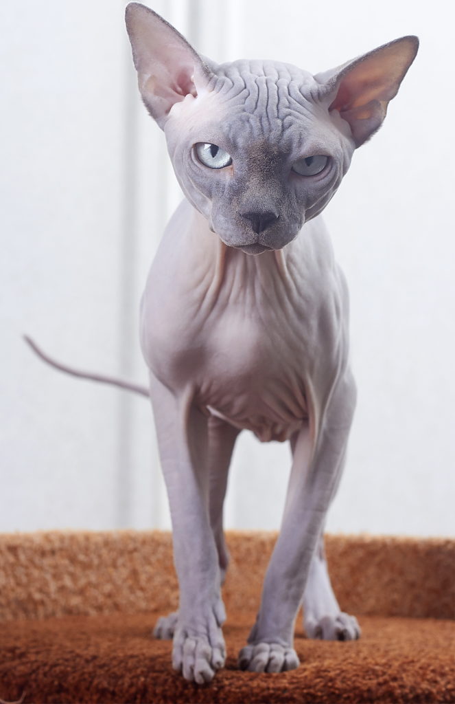 подросший лысый котёнок фото