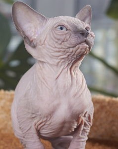 фото котёнка породы донской сфинкс