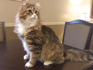 годовалая сибирская кошка фото