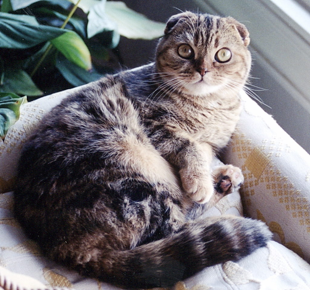 шотландская вислоухая полосатая кошка фото