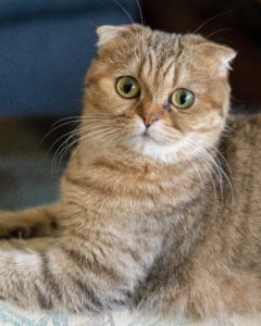 рыжая шотландская вислоухая кошка фото