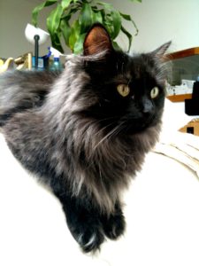 чёрная сибирская кошка фото