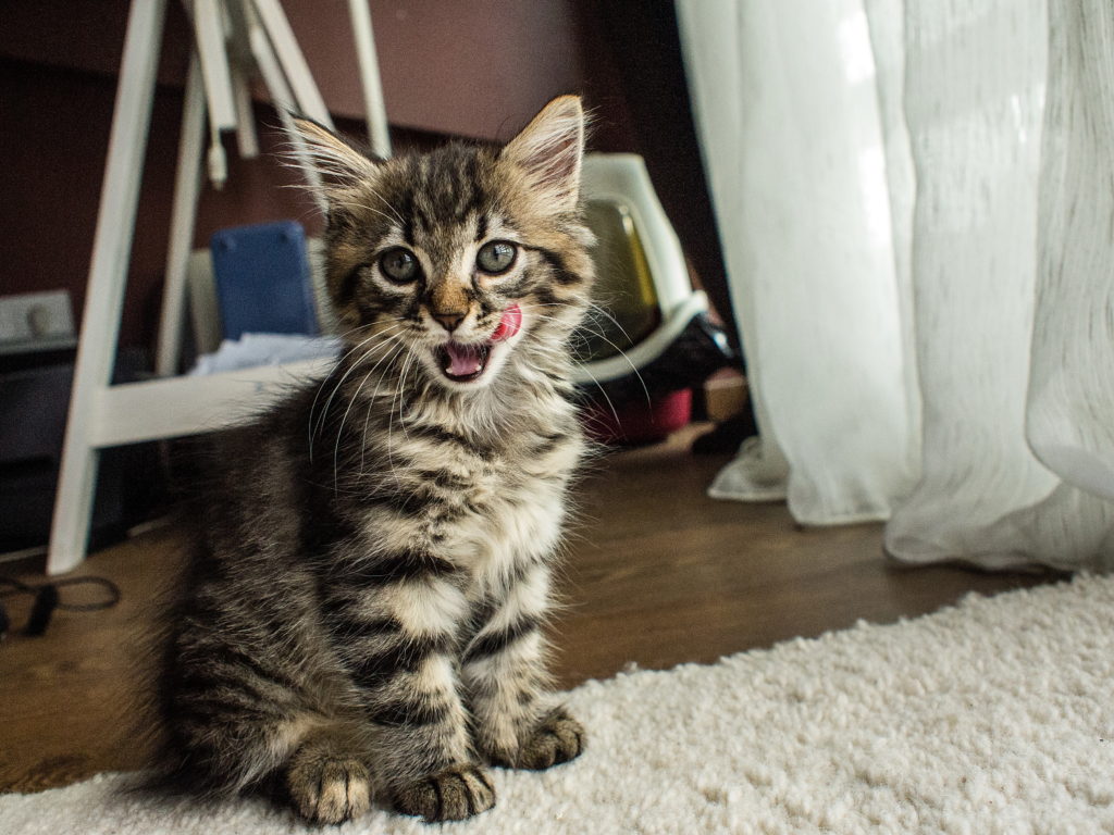полосатый сибирский котёнок фото