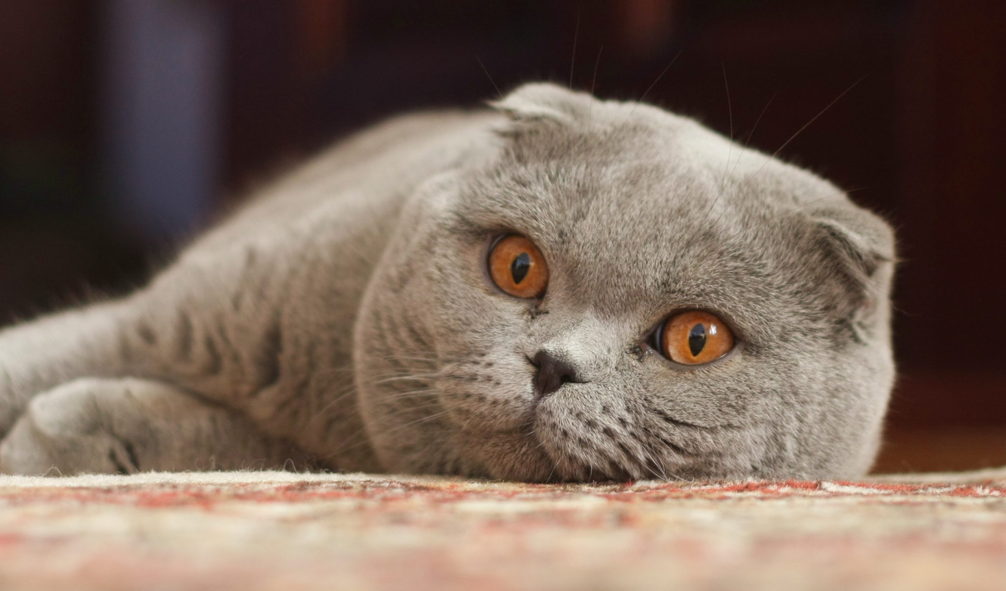 фото взрослого шотландского вислоухого кота
