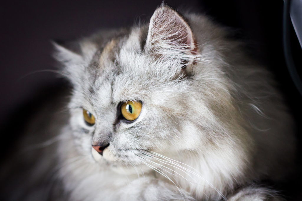 мордочка белой сибирской кошки фото